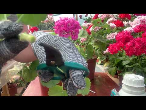 Видео: #18.ЧЕРЕНКУВАННЯ та УКОРІНЕННЯ пеларгоній, коренева за кілька днів.Частина 1 🌺🔥