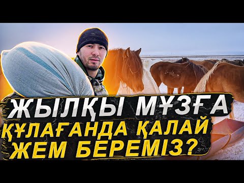 Видео: Қыс қатты болса | Жылқыны қозғамай өрісінен жемдеу | Көк бөшке.