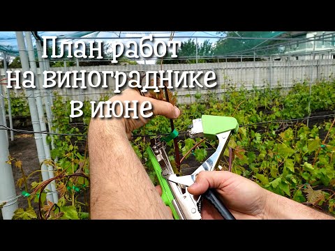 Видео: План работ на винограднике в июне. Удобрение, обработка, подвязывание, нормировка, уход за кустами