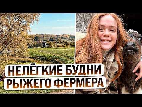 Видео: ТРУДОВЫЕ БУДНИ ДЕРЕВЕНСКОГО ФЕРМЕРА
