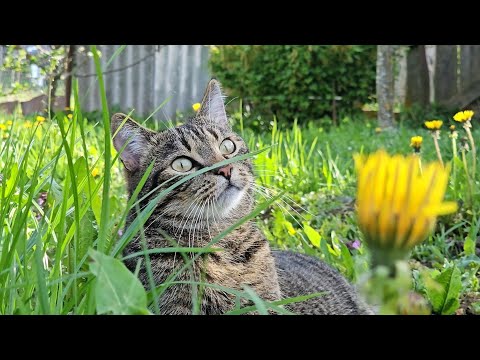Видео: СЧАСТЬЕ и любовь В ГЛУШИ!? Жизнь в деревне возле леса!