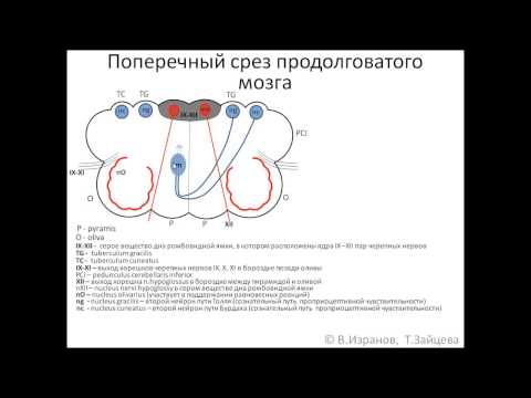 Видео: Medulla oblongata (продолговатый мозг)