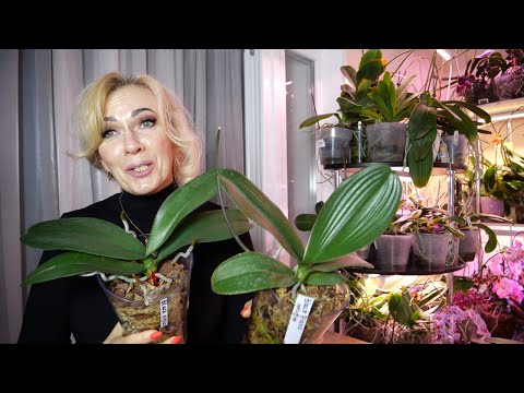 Видео: Постоянно с цветами орхидей Будет счастье| Покупаем цветоносы|Трудности|Хозяйка, пожрать-то мне дай😉