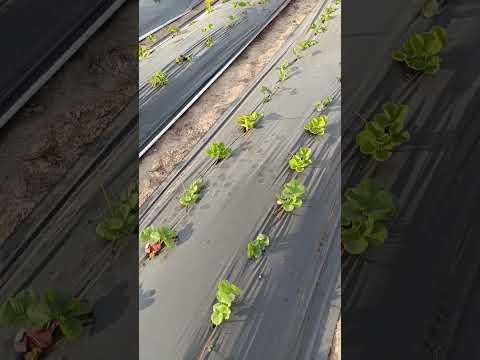 Видео: Обновления в питомнике. Почему я отказалась от спанбонда