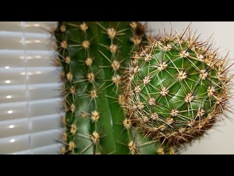 Видео: Спасаем старый кактус! Смотреть до конца!!! Прикол!