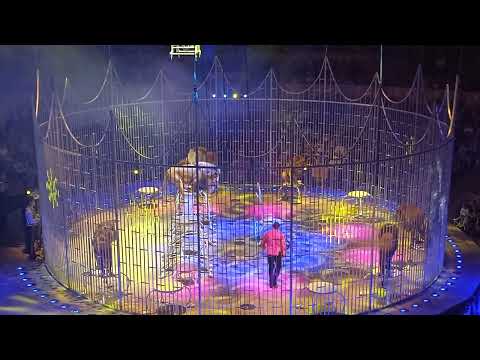 Видео: Цирковое шоу "Принц цирка".Часть 3