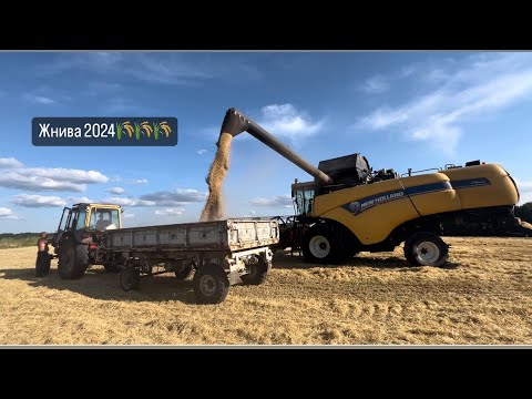 Видео: Жнива 2024! Ячмінь ярий Квенч урожай є!! Комбайн New Holland CX6090 в роботі!!!