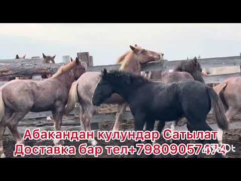 Видео: Абакандан тайлар Сатылат тел+79809057475