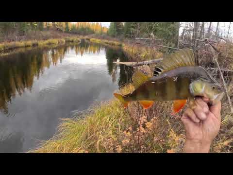 Видео: Проверка зимовий перед началом пушной охоты. часть 3