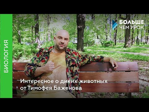 Видео: Интересное о диких животных от Тимофея Баженова