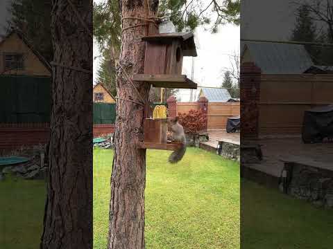 Видео: Танцующий сибирский мальчик #squirrel #белка #animals #wildlife #cute #funny