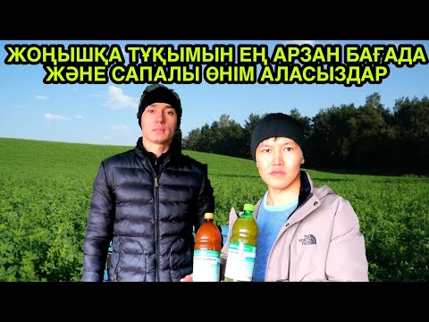 Видео: ЖОҢЫШҚА ТҰҚЫМЫ ЖӘНЕ МИКРО БИОЛОГИЯЛЫҚ РИЗОВИТ АКС / БАЗАР КЗ