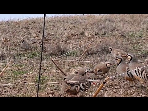Видео: 17 ноября 2024 г.