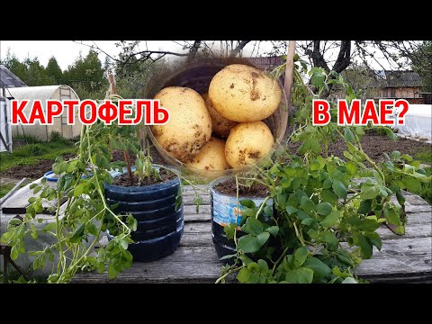 Видео: Сколько можно вырастить картофеля на подоконнике, завершение эксперимента.