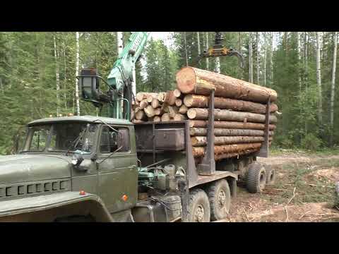 Видео: Наконец опять УРАЛ ЛЕСОВОЗ! Съездил за лесом. Грибов набрал немного.