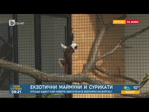 Видео: Айнщайн, Тимон и Пумба са сред най-новите обитатели на Зоопарка в Бургас | „Тази сутрин“ – БТВ