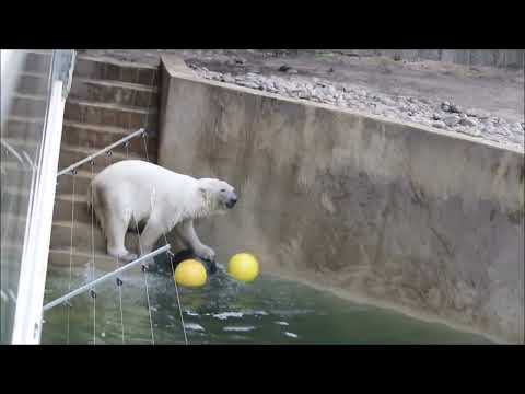 Видео: Утро у медвежат начинается с водных процедур 30.10.2025