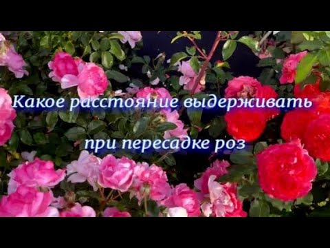 Видео: Какое расстояние выдерживать при пересадке роз. Питомник растений Е. Иващенко