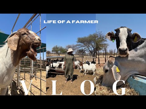 Видео: Фермерский видеоблог | Дни из жизни фермера, животноводство | Намибийский YouTube-блогер