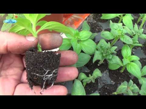 Видео: НЕ ПОВТОРИТЕ ЭТУ ОШИБКУ!!!!! ОШИБКА ПРИ УКОРЕНЕНИИ ЧЕРЕНКОВ АМПЕЛЬНЫХ СУРФИНИЙ!