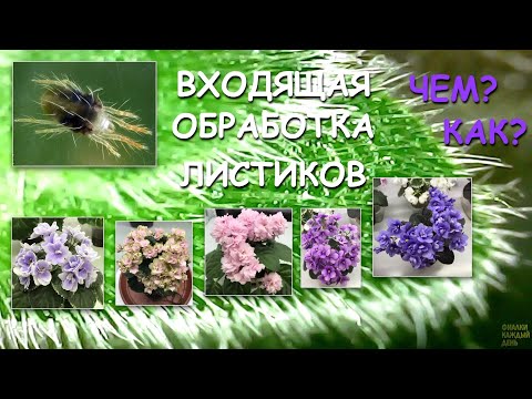 Видео: Входящая обработка листьев. Новая игрушка для фиалок. Ищу клеща через микроскоп