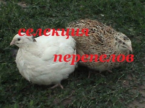 Видео: селекция перепелов