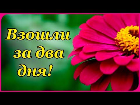 Видео: СЕЕМ ЦИНИИ | ПОСЕВ ЦИНИЙ НА РАССАДУ | ВЗОШЛИ НА 2 ДЕНЬ! | КАК ПОСЕЕТЬ ЦИНИИ