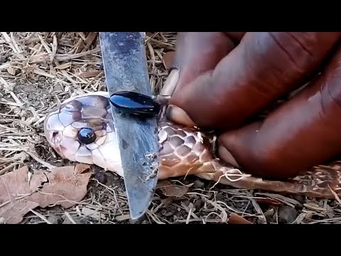 Видео: Жемчужина Растёт На Змее?