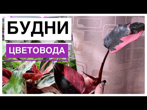 Видео: Будни цветовода | Размножение филодендронов | 26.04.2022г.