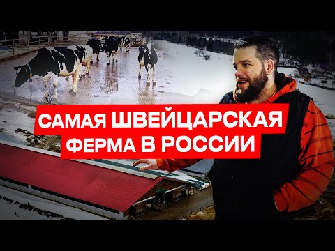 Видео: Ферма «Швейцарское молоко» | Обзор фермы | Молочное животноводство