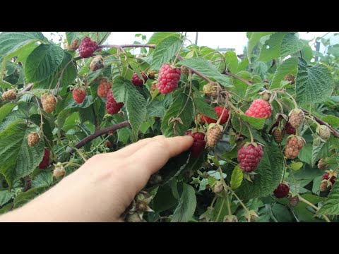 Видео: Малина завалит вас урожаем! Секрет выращивание ремонтантной малины