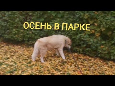 Видео: ПРОГУЛКА ВПАРКЕ ОСЕННИЕ РАБОТЫ ПРОДОЛЖАЮТСЯ