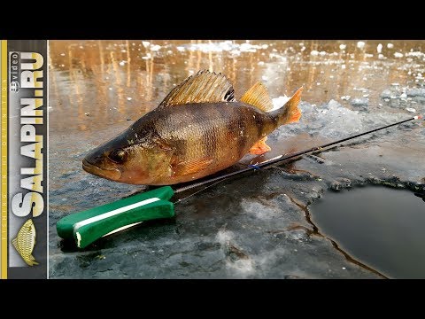 Видео: Первый лед, окунь на блесну, открытие сезона [salapinru]