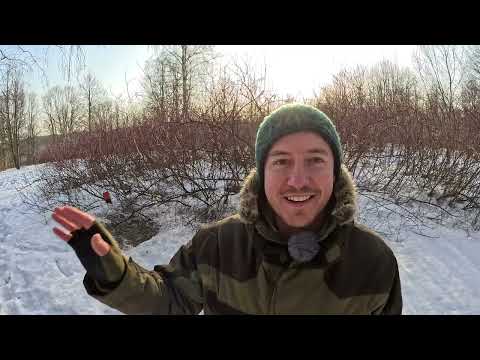 Видео: Сорокопут ест полёвку. Дневник 16 марта 2024 г.