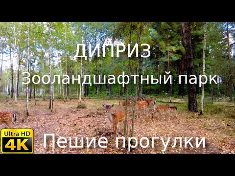 Видео: Зооландшафтный парк животных, новая локация, Диприз, 4К