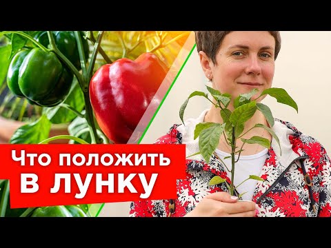 Видео: ПЕРЦЫ ЗАВАЛЯТ УРОЖАЕМ, ЕСЛИ УЧЕСТЬ ЭТИ 5 ВАЖНЫХ МОМЕНТОВ при посадке в теплицу и открытый грунт!