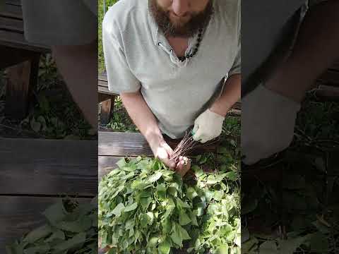 Видео: Берёзовый веник. Подробно.