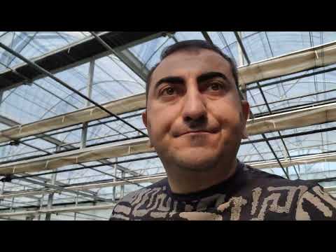 Видео: ОрхоРай в гостях у Allura orchids.