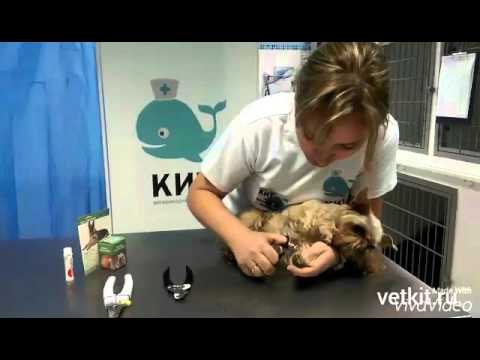 Видео: Как подстричь когти собаке в домашних условиях