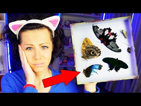 Видео: ВСЕ БАБОЧКИ УМЕРЛИ! КЛАДБИЩЕ БАБОЧЕК БУДЕТ ли ещё БАБОЧКАРИЙ? | Magic Family