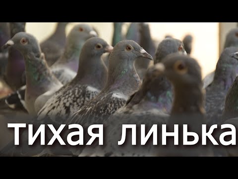 Видео: МЕНЯЕМ ПЕРЬЯ. Очень важно. Старые на новые.