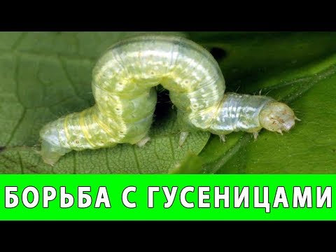 Видео: КАК БОРОТЬСЯ С ГУСЕНИЦАМИ В САДУ