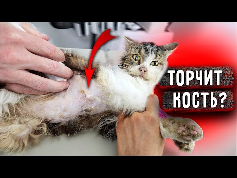 Видео: Мы в ШОКЕ от увиденного. Доведенный Кузя до предсмертного состояния, что еще мы обнаружим?