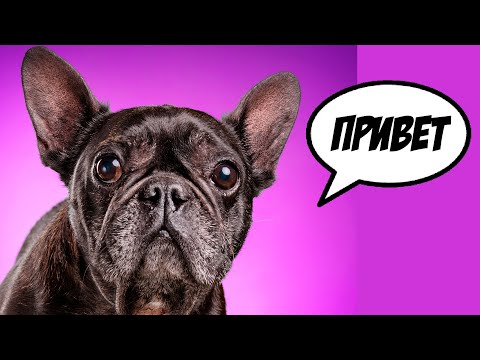 Видео: 5 Жестов ФРАНЦУЗСКОГО БУЛЬДОГА, которые должен знать каждый ХОЗЯИН
