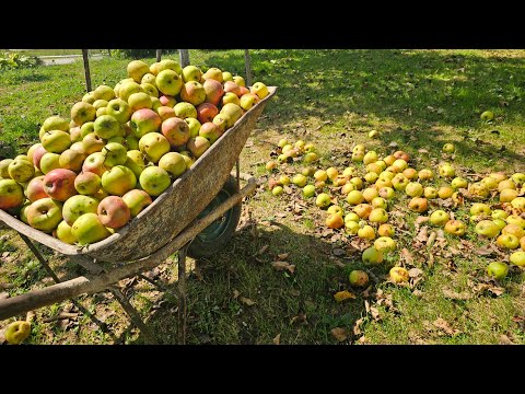 Видео: Фруктовики, будьте осторожны!!! Почему падают яблоки и как их использовать?