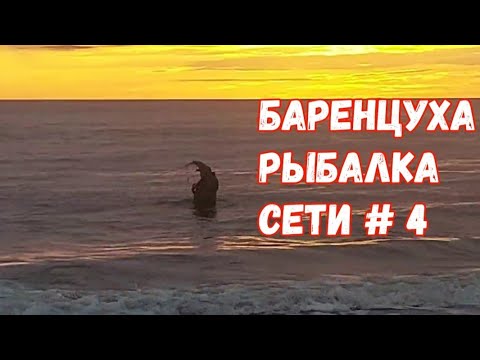 Видео: Рыбалка сетями на баренцевом море 🌊 часть # 4