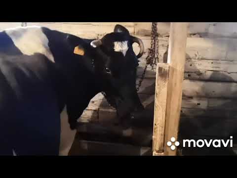 Видео: О корове Море, после отела не доятся две доли.