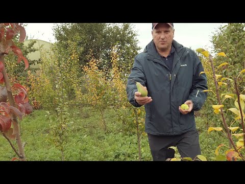 Видео: BA-29 карликовый подвой Айвы для Груши на испытательном участке с Р. Исаевым Мичуринск Чать № 3