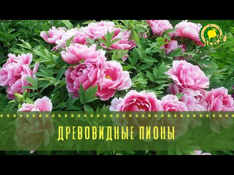 Видео: Древовидные пионы