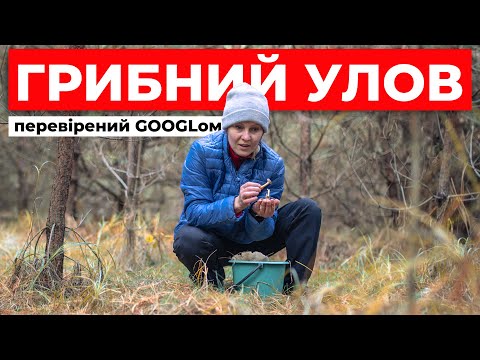 Видео: На нас напали гриби у лісах Рівненщини 🍄